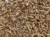 Meelworm 1000 gram